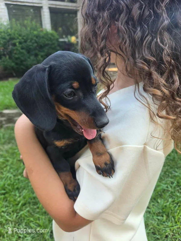 Mya – Dachshund puppy for sale in Crosby, TX