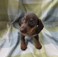 Bella, a female Dachshund for sale in Crosby, TX – 8 of 9