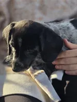 Flower, a male Dachshund for sale in Crosby, TX – Photo 1 of 2