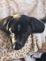 Flower, a male Dachshund for sale in Crosby, TX – Photo 2 of 2