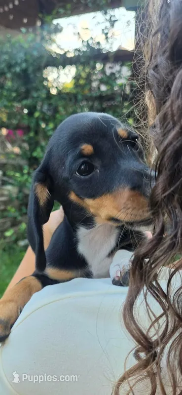 Toastato – Dachshund puppy for sale in Crosby, TX