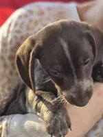 Carmel, a female Dachshund for sale in Crosby, TX – Photo 4 of 5