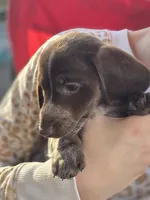 Carmel, a female Dachshund for sale in Crosby, TX – Photo 5 of 5