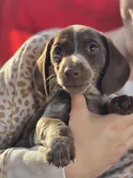 Carmel, a female Dachshund for sale in Crosby, TX – Photo 1 of 5