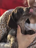 Carmel, a female Dachshund for sale in Crosby, TX – Photo 3 of 5