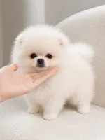 Bela, a female Pomeranian for sale in Charlotte, NC – 1 of 3