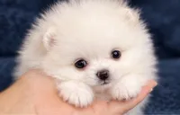 Poli, a female Pomeranian for sale in Charlotte, NC – 2 of 4