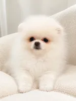 Bela, a female Pomeranian for sale in Charlotte, NC – 3 of 3