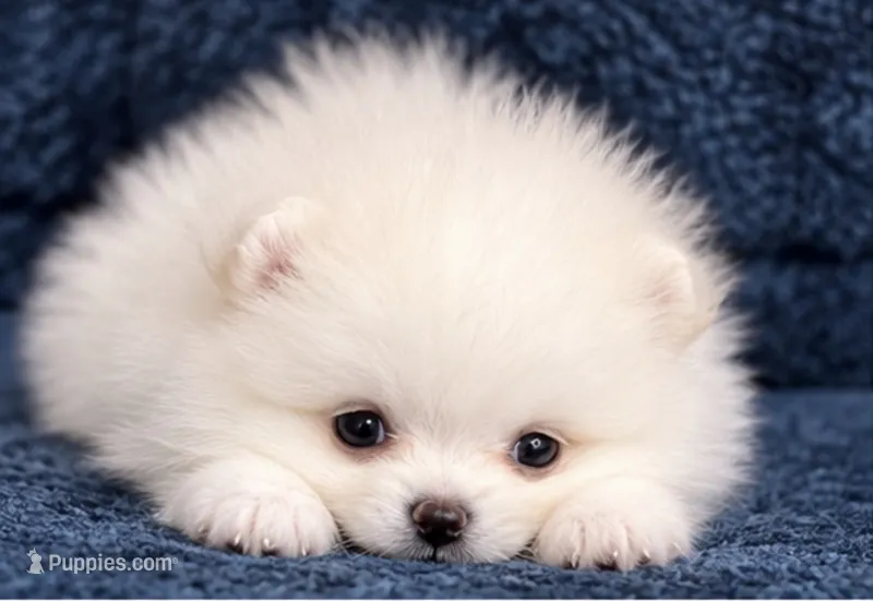 Poli – Pomeranian puppy for sale in Charlotte, NC