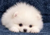 Poli, a female Pomeranian for sale in Charlotte, NC – 1 of 4