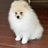 Robi, a male Pomeranian for sale in Charlotte, NC – 3 of 4
