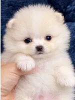 Toni, a male Pomeranian for sale in Charlotte, NC – 3 of 6