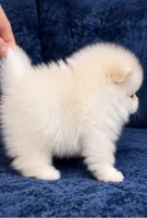 Toni, a male Pomeranian for sale in Charlotte, NC – 6 of 6