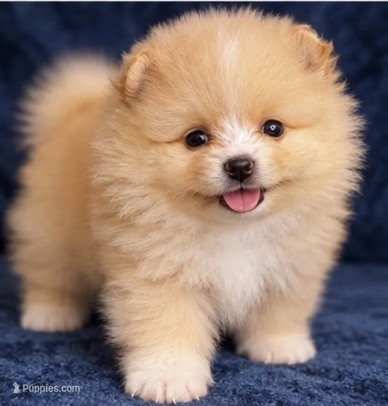 Rishi – Pomeranian puppy for sale in Charlotte, NC