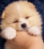 Rishi, a male Pomeranian for sale in Charlotte, NC – 2 of 6