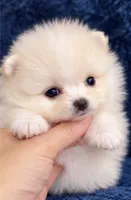 Toni, a male Pomeranian for sale in Charlotte, NC – 4 of 6