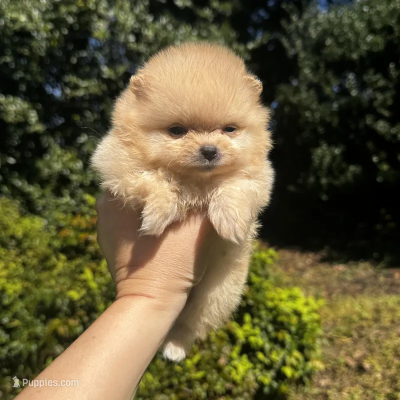 Rocsi – Pomeranian puppy for sale in Charlotte, NC