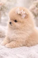 Rocsi, a female Pomeranian for sale in Charlotte, NC – Photo 3 of 3