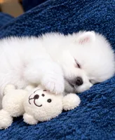 Kiko, a male Pomeranian for sale in Charlotte, NC – 3 of 3