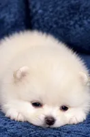 Toni, a male Pomeranian for sale in Charlotte, NC – 5 of 6