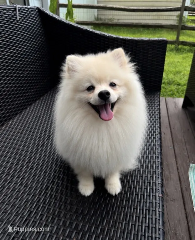 Robi – Pomeranian puppy for sale in Charlotte, NC