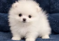 Poli, a female Pomeranian for sale in Charlotte, NC – 3 of 4