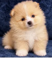 Rishi, a male Pomeranian for sale in Charlotte, NC – 3 of 6