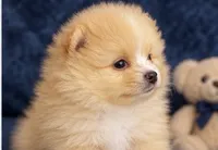 Rishi, a male Pomeranian for sale in Charlotte, NC – 4 of 6