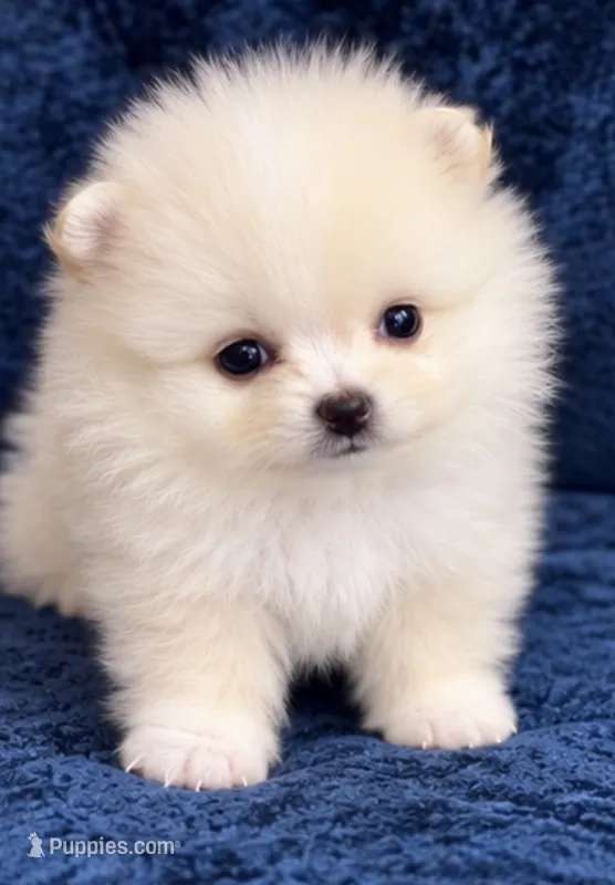 Toni – Pomeranian puppy for sale in Charlotte, NC