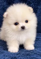 Toni, a male Pomeranian for sale in Charlotte, NC – 1 of 6