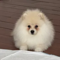 Robi, a male Pomeranian for sale in Charlotte, NC – 4 of 4