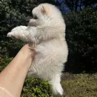 Vini, a male Pomeranian for sale in Charlotte, NC – Photo 6 of 6