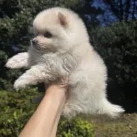 Vini, a male Pomeranian for sale in Charlotte, NC – Photo 2 of 6