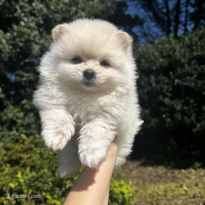 Vini – Pomeranian puppy for sale in Charlotte, NC
