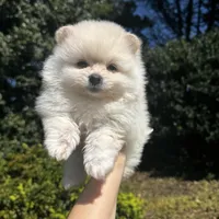 Vini, a male Pomeranian for sale in Charlotte, NC – Photo 1 of 6