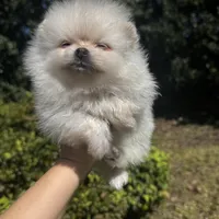 Vini, a male Pomeranian for sale in Charlotte, NC – Photo 5 of 6