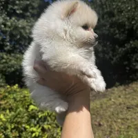 Vini, a male Pomeranian for sale in Charlotte, NC – Photo 4 of 6