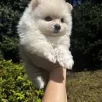 Vini, a male Pomeranian for sale in Charlotte, NC – Photo 3 of 6