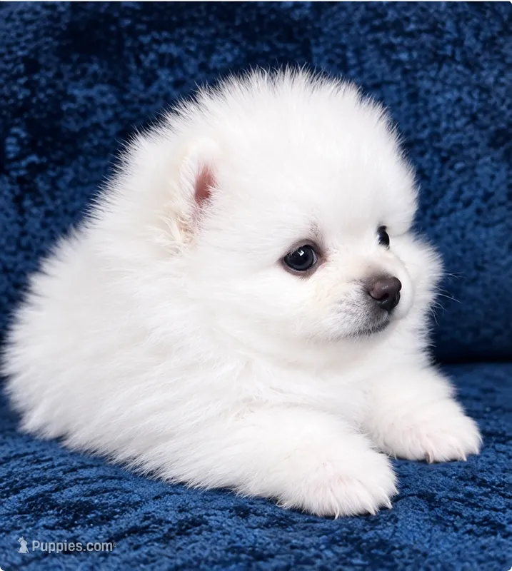 Kiko – Pomeranian puppy for sale in Charlotte, NC