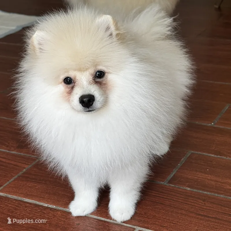 Robi – Pomeranian puppy for sale in Charlotte, NC