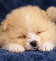 Rishi, a male Pomeranian for sale in Charlotte, NC – 6 of 6