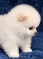 Toni, a male Pomeranian for sale in Charlotte, NC – 2 of 6
