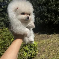 Richi, a male Pomeranian for sale in Charlotte, NC – Photo 5 of 7