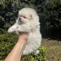 Richi, a male Pomeranian for sale in Charlotte, NC – Photo 2 of 7