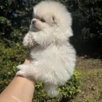 Richi, a male Pomeranian for sale in Charlotte, NC – Photo 7 of 7