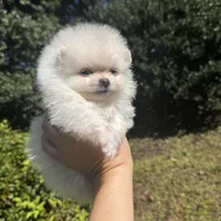 Richi, a male Pomeranian for sale in Charlotte, NC – Photo 1 of 7