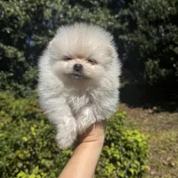 Richi, a male Pomeranian for sale in Charlotte, NC – Photo 6 of 7