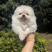Richi, a male Pomeranian for sale in Charlotte, NC – Photo 3 of 7