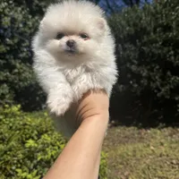 Richi, a male Pomeranian for sale in Charlotte, NC – Photo 4 of 7