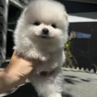 Lili, a female Pomeranian for sale in Charlotte, NC – Photo 6 of 10